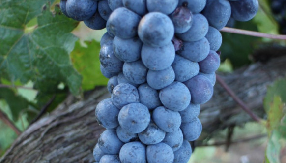 Vinarija manastira Visoki Dečani