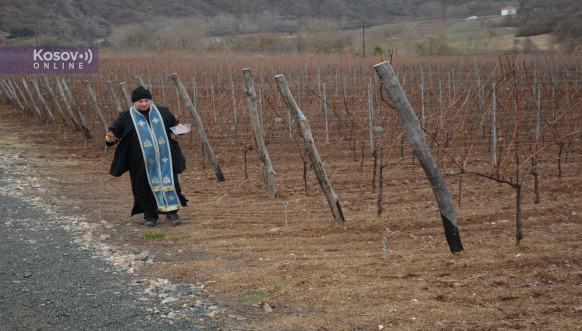 Orezivanje čokota Leposavić 14 02 2020