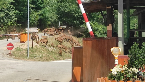 Put za manastir Visoki Dečani 