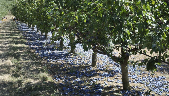 Šljivovica Šljivovica