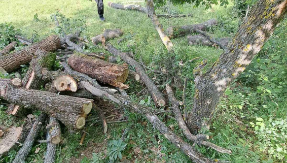 Posečeni hrastovi u crkvi u Velikoj Hoči Posečeni hrastovi u crkvi u Velikoj Hoči