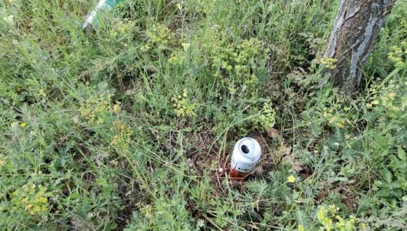 Posečeni hrastovi u crkvi u Velikoj Hoči Posečeni hrastovi u crkvi u Velikoj Hoči