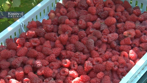 Nabrane maline Nabrane maline