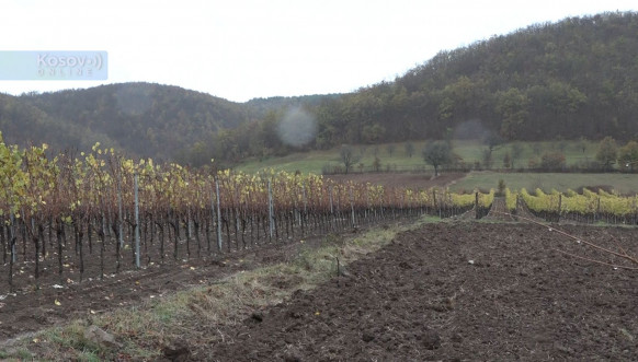 Lakicevic vinarija 4 Lakicevic vinarija 4