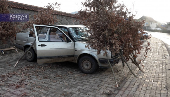  Seča badnjaka u okolini Gračanice