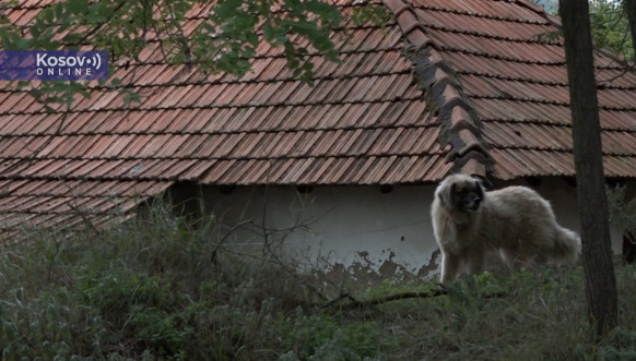 Potraga za nestalim Bojanom Miletićem kod Leposavića