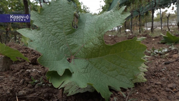 Vinarija Arsenijević 4