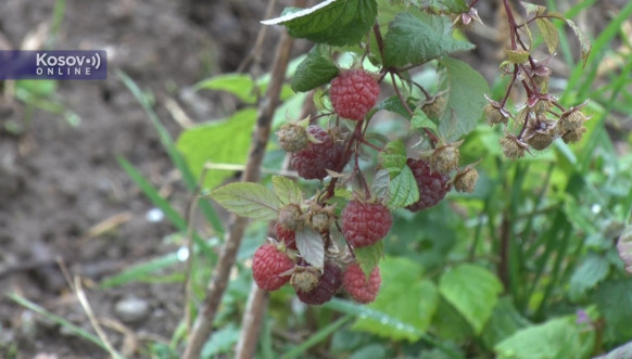 maline