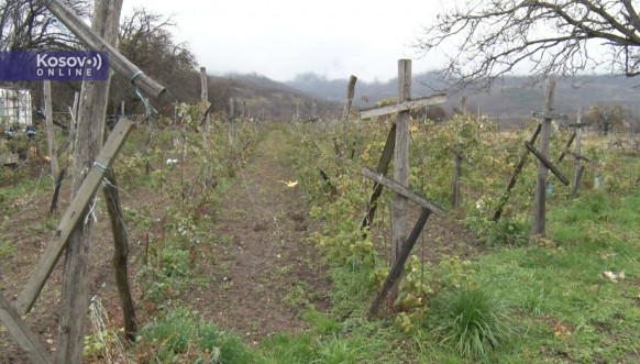 Maline u Štrpcu