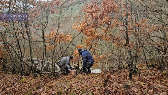 Seča Badnjaka