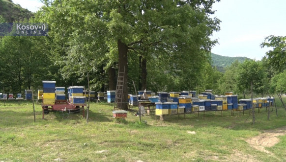 Brezovica, api komora