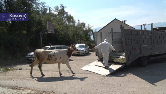 krava