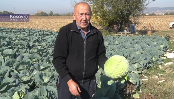 Mogila, porodica Nojkić, proizvodnja kupus