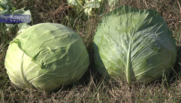 kupus, proizvodnja kupusa, porodica Nojkić