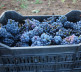 Vinarija manastira Visoki Dečani