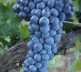 Vinarija manastira Visoki Dečani