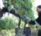 Vinarija manastira Visoki Dečani