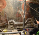 Strahinja Đorđević restaurator-konzervator