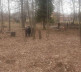 Dečane groblje