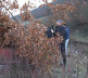 Seča badnjaka