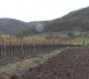 Lakicevic vinarija 4