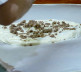 makedonski burek priprema