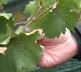 Vinarija Arsenijević 3