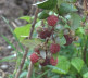 maline