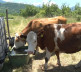 krave