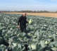 kupus, proizvodnja kupusa, porodica Nojkić