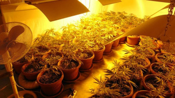 marihuana
