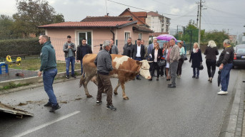 Suvi Do - dodela krava.jpg