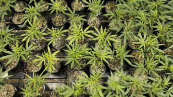 marihuana.jpg