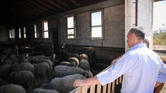 Kadri Veselji na farmi ovaca
