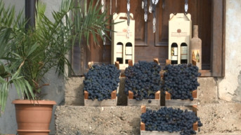 Miholjdan, grožđe i vino u Velikoj Hoči 