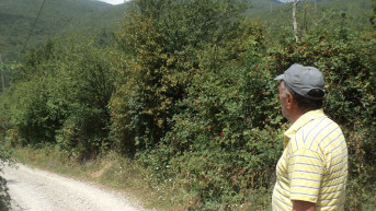 Aranđel Ašanin