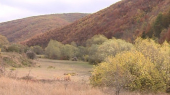 šume