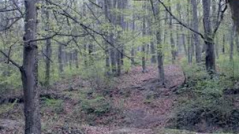 šuma