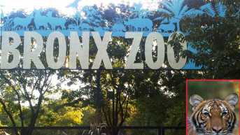 ZOO Bronks
