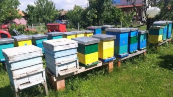 Pčele