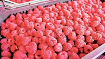 maline
