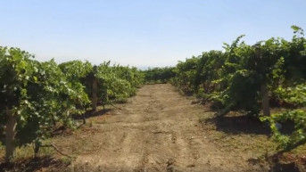 vinogradi