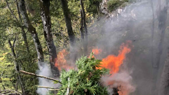 Uništavanje plantaže Kanabisa