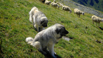 Šar planina - Šarplaninci Šar planina - Šarplaninci