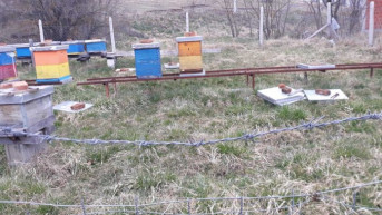 Košnice porodice Džolić u Osojanu