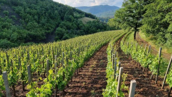 Vinogradi, vinarija Lakićević Vinogradi, vinarija Lakićević