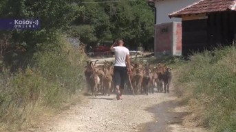 Zebnice, dan nakon napada na Nikolu Perića Zebnice, dan nakon napada na Nikolu Perića