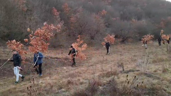 Seča badnjaka