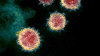 koronavirus koronavirus