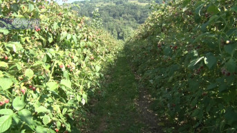 Maline